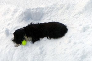 a-dog ball